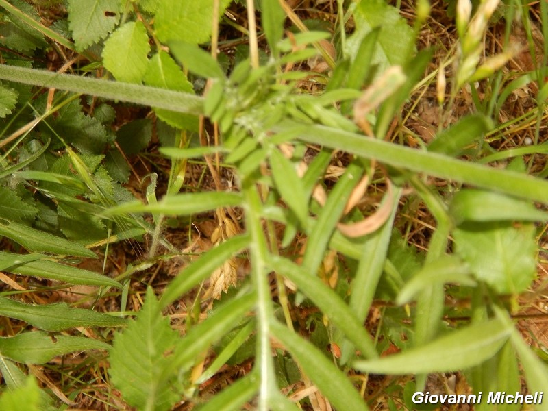 Knautia sp.